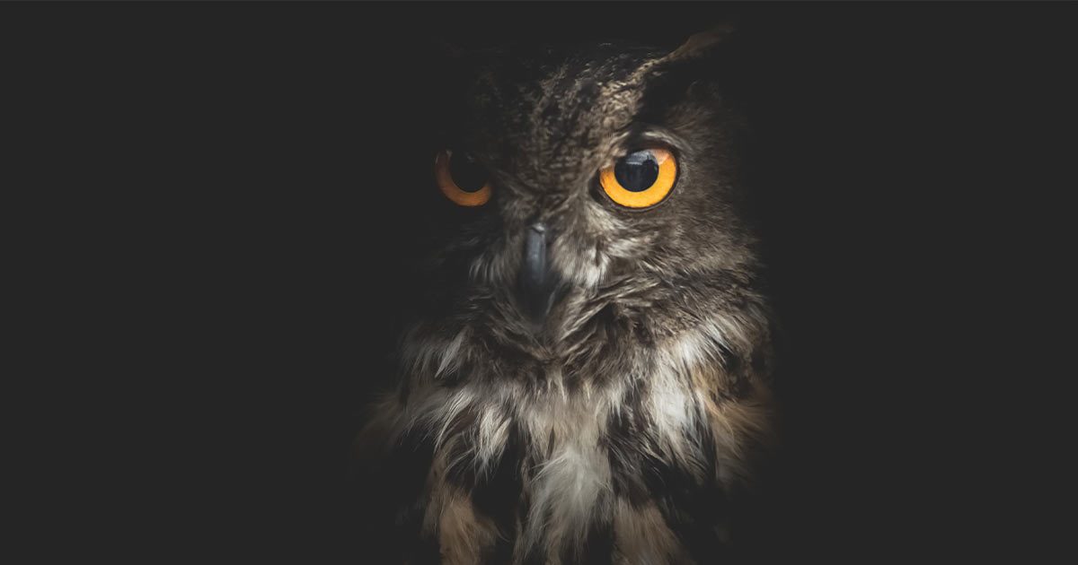 WISDOM DEFINITION MEANING visual data 4