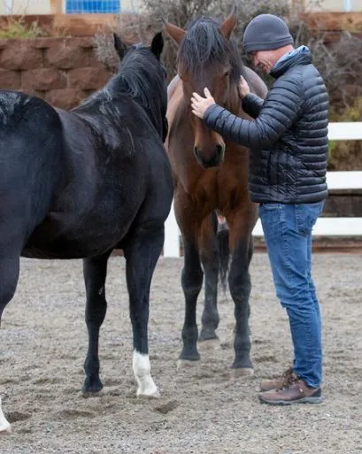 equine-2