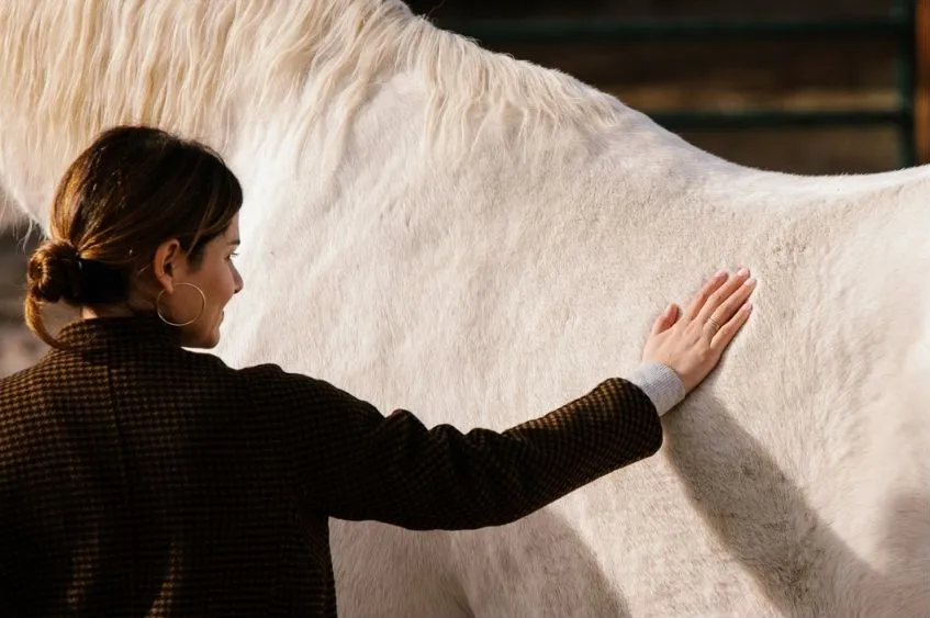 equine-3