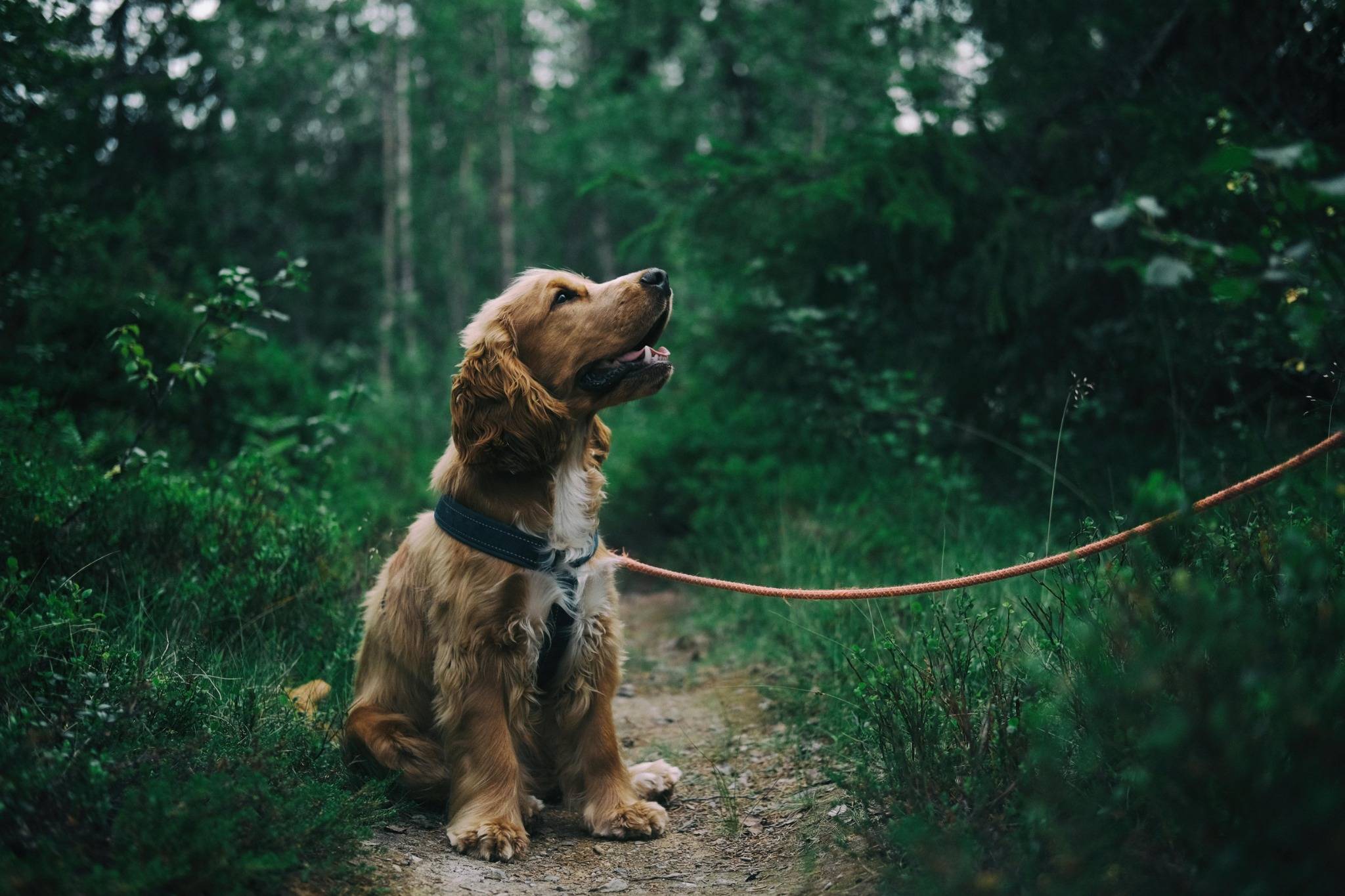 dogs, joy, purpose, work, midlife